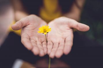 Close-up of two hands cupping a yellow flower