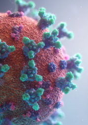 A magnified image of the COVID-19 virus